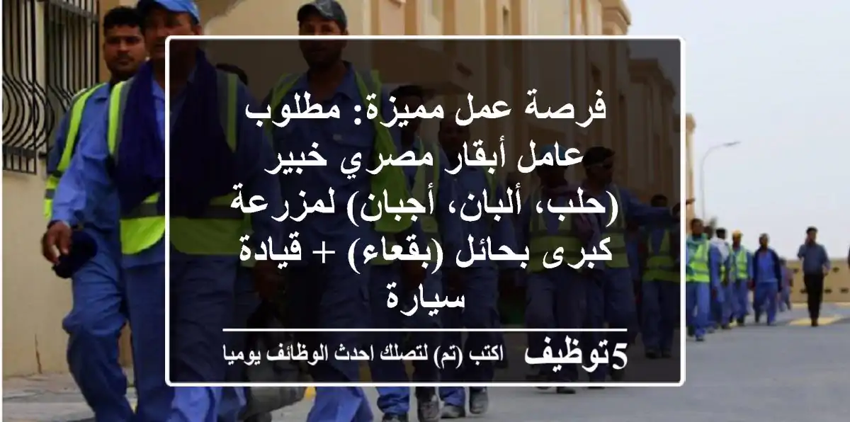 فرصة عمل مميزة: مطلوب عامل أبقار مصري خبير (حلب، ألبان، أجبان) لمزرعة كبرى بحائل (بقعاء) + قيادة سيارة